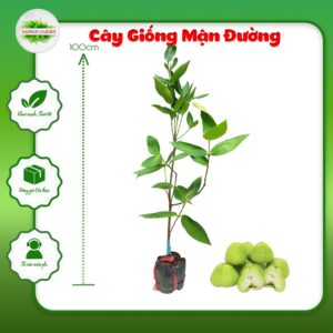 Cây Mận Xanh Đường